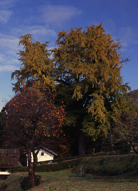 c0155906_19554165.jpg