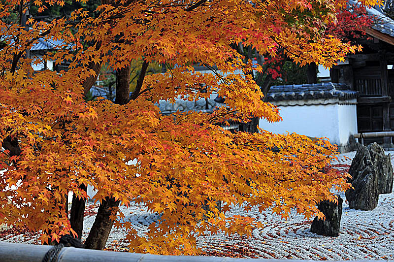 太宰府の紅葉 2008_a0042310_19552417.jpg