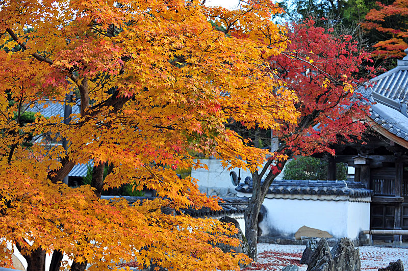 太宰府の紅葉 2008_a0042310_19565998.jpg