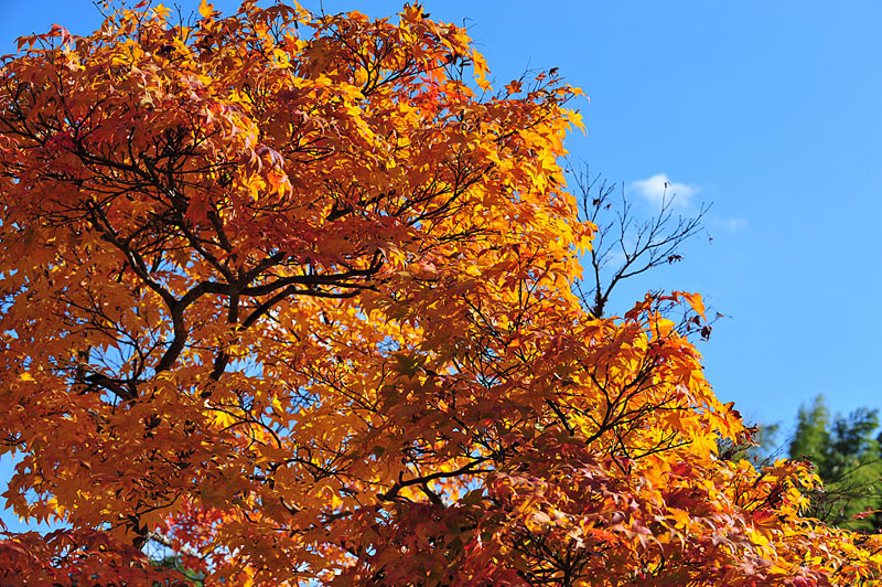 太宰府の紅葉 2008_a0042310_19585323.jpg