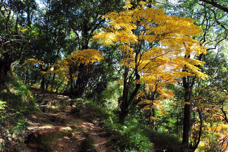 太宰府の紅葉 2008_a0042310_20102276.jpg