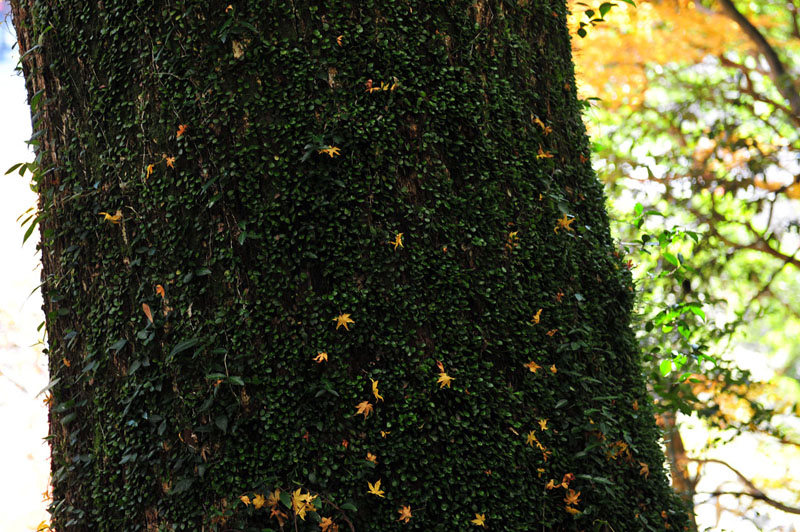 太宰府の紅葉 2008_a0042310_2010510.jpg