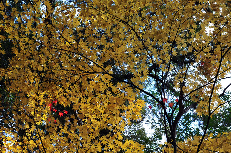 太宰府の紅葉 2008_a0042310_20105241.jpg