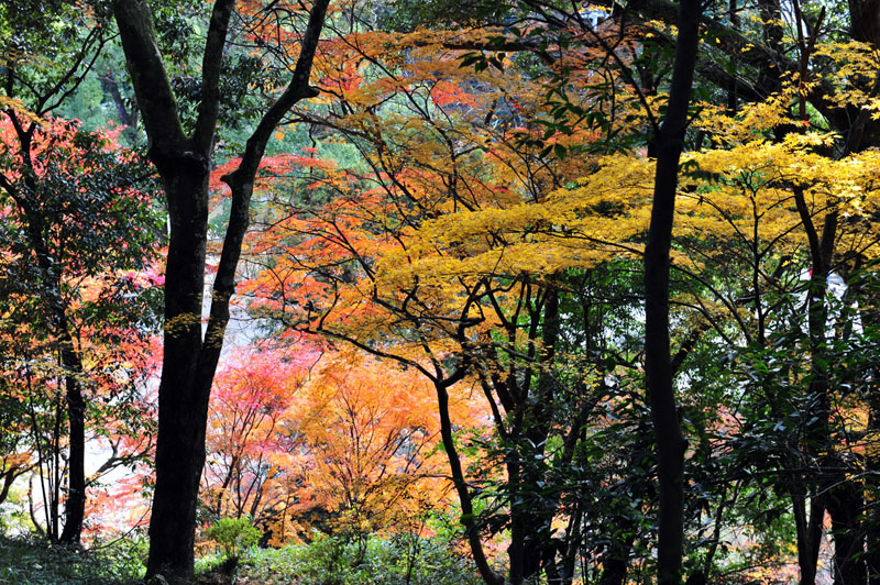 太宰府の紅葉 2008_a0042310_20111435.jpg