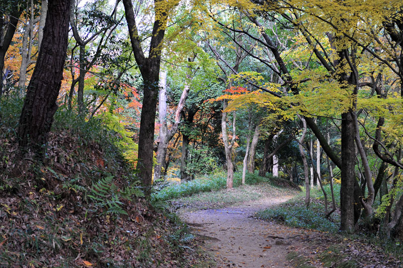 太宰府の紅葉 2008_a0042310_20124676.jpg