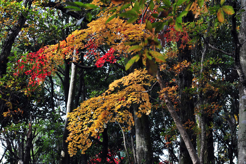 太宰府の紅葉 2008_a0042310_2013226.jpg