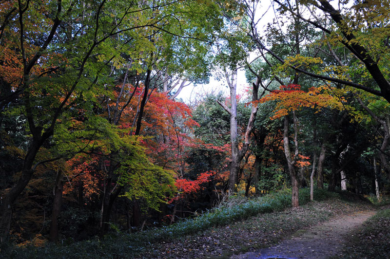 太宰府の紅葉 2008_a0042310_2013351.jpg