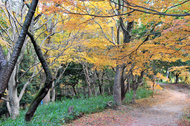 太宰府の紅葉 2008_a0042310_20134030.jpg