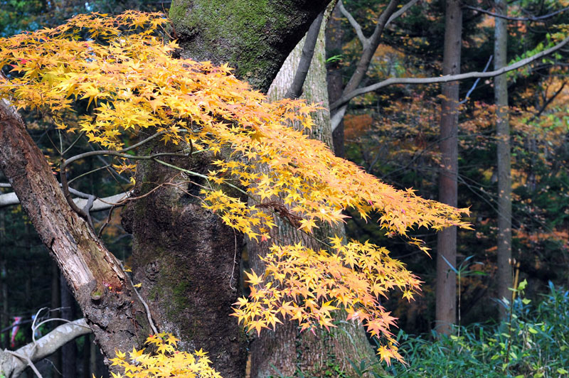 太宰府の紅葉 2008_a0042310_20142075.jpg