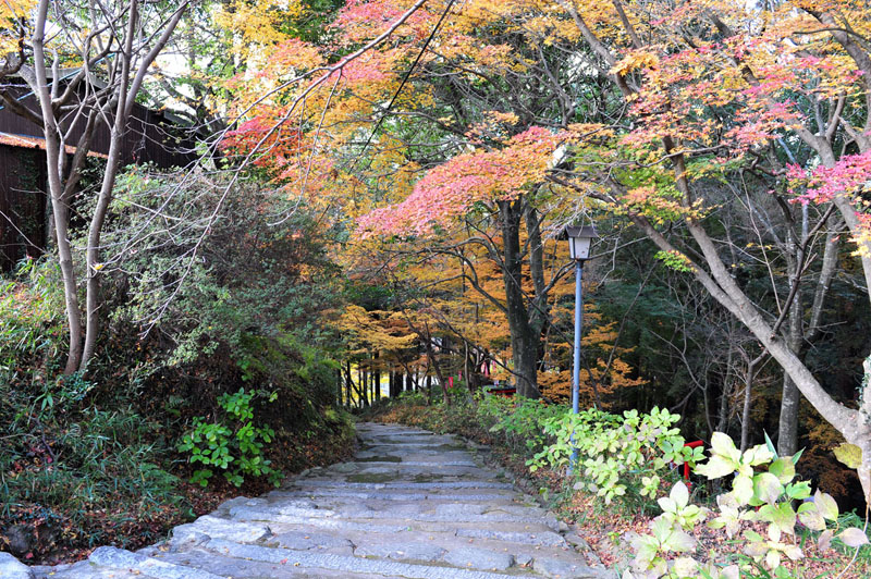 太宰府の紅葉 2008_a0042310_20143892.jpg