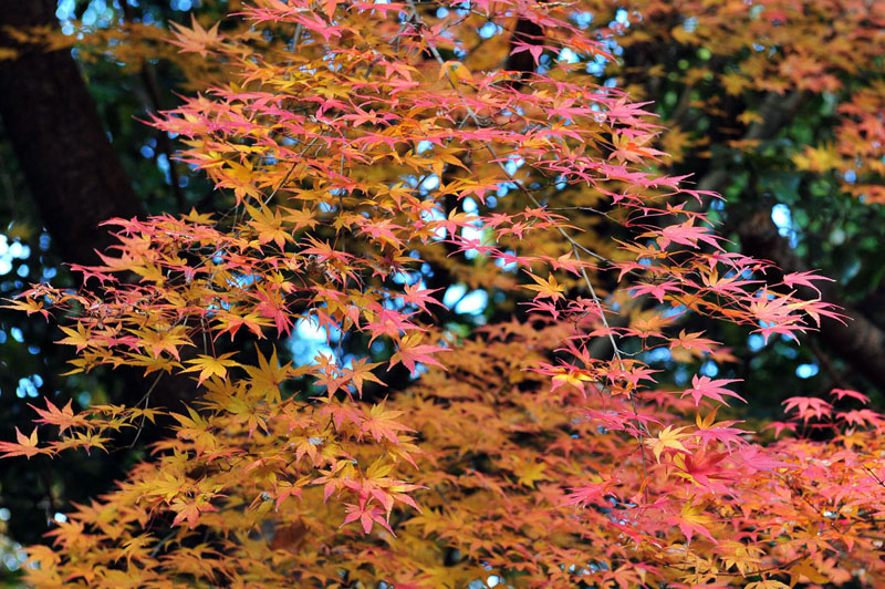 太宰府の紅葉 2008_a0042310_2014475.jpg