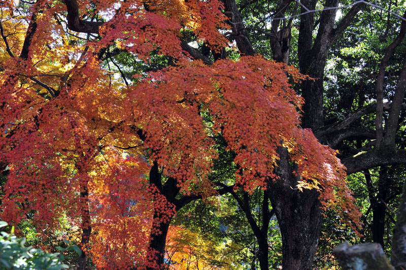 太宰府の紅葉 2008_a0042310_20145391.jpg