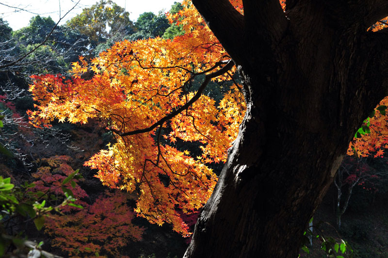 太宰府の紅葉 2008_a0042310_20151472.jpg