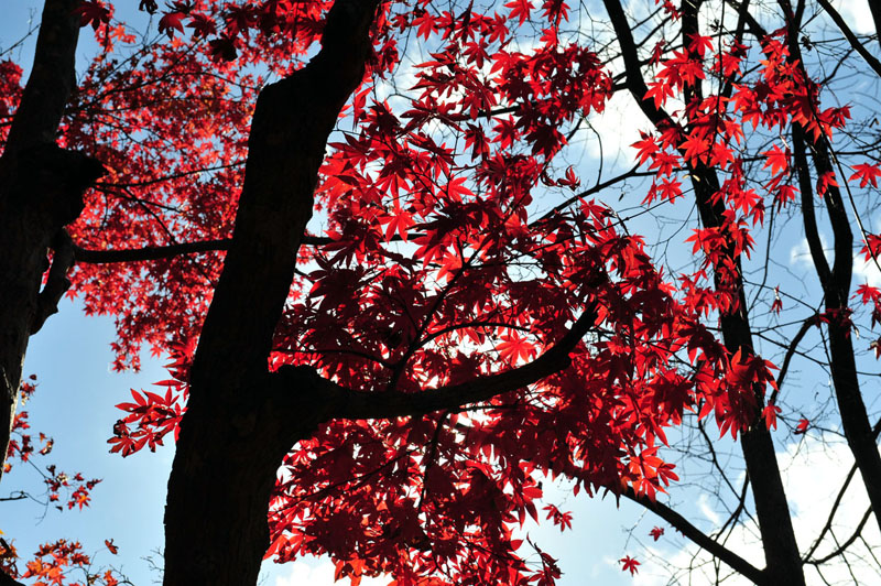 太宰府の紅葉 2008_a0042310_20153629.jpg