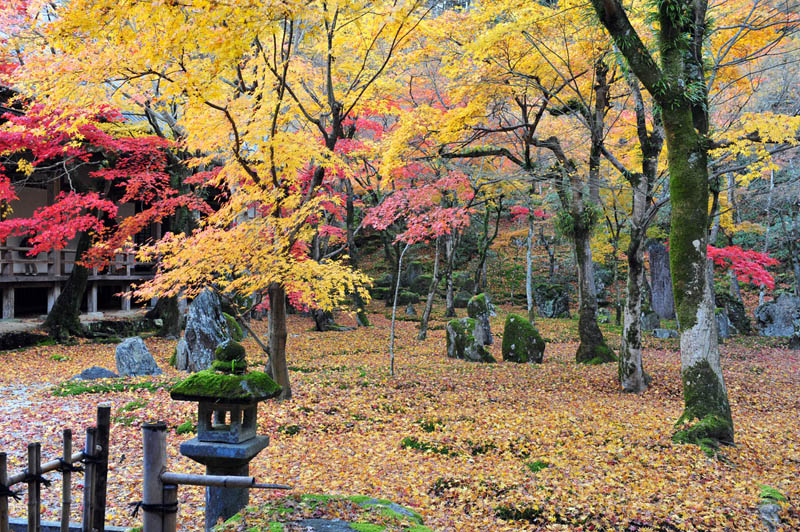 太宰府の紅葉 2008_a0042310_2015780.jpg