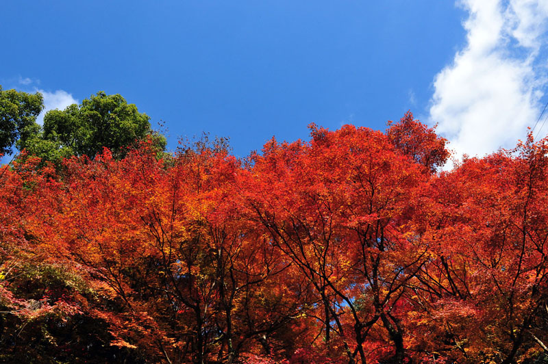 太宰府の紅葉 2008_a0042310_20165977.jpg