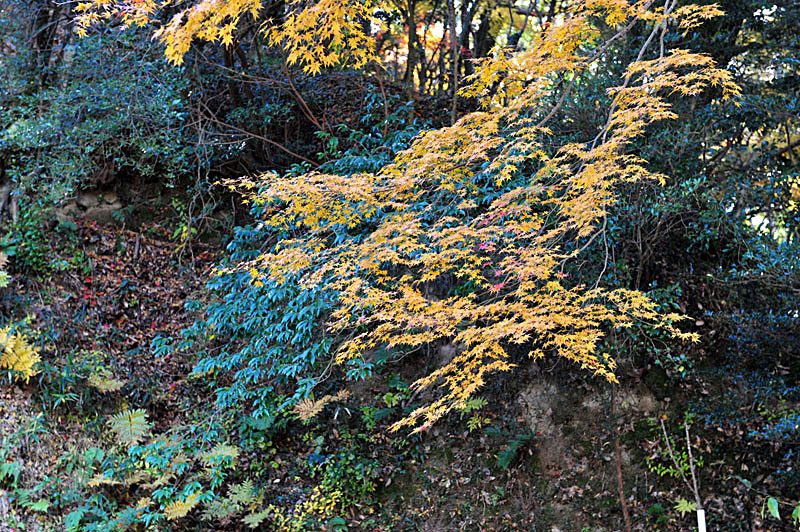 太宰府の紅葉 2008_a0042310_20171486.jpg