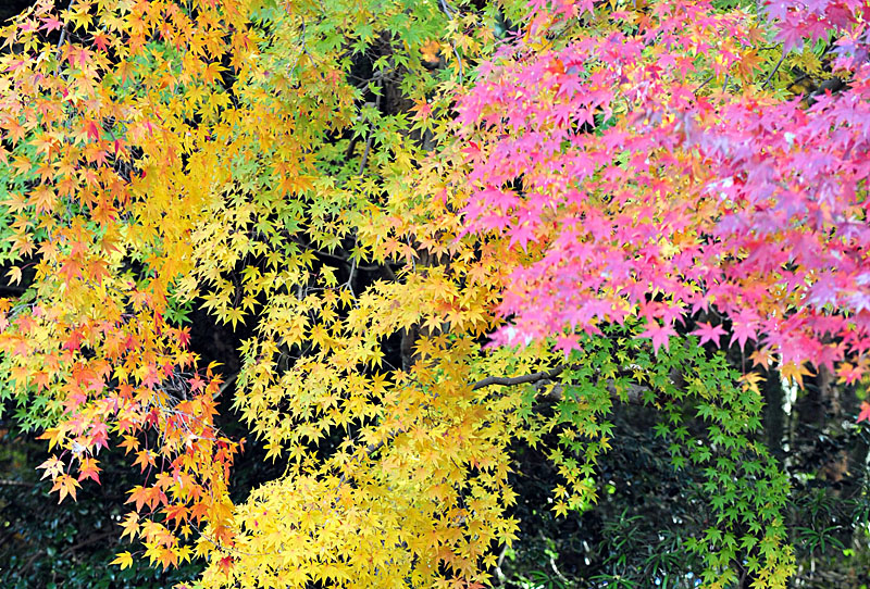 太宰府の紅葉 2008_a0042310_20183588.jpg
