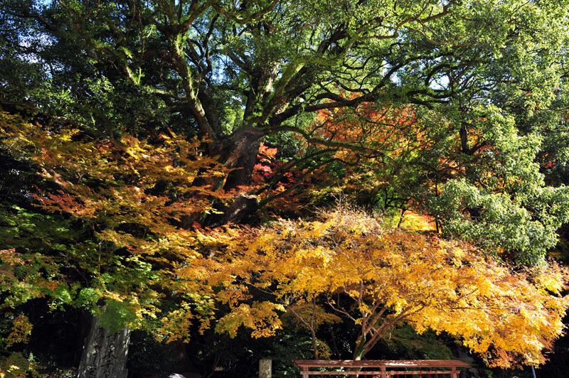 太宰府の紅葉 2008_a0042310_20185630.jpg