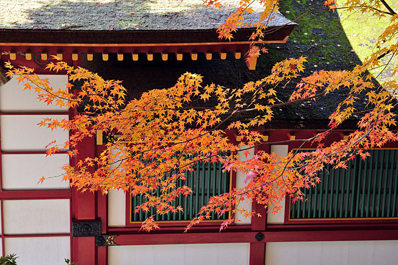太宰府の紅葉 2008_a0042310_20201194.jpg