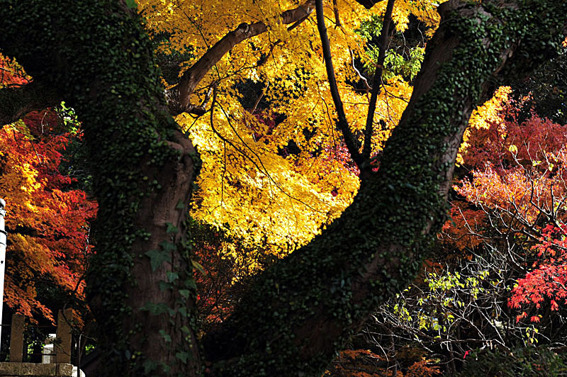 太宰府の紅葉 2008_a0042310_20203670.jpg