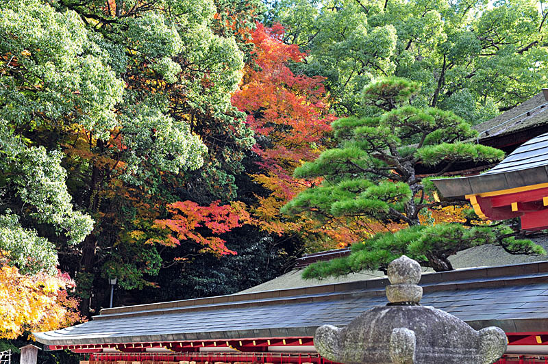 太宰府の紅葉 2008_a0042310_20205349.jpg