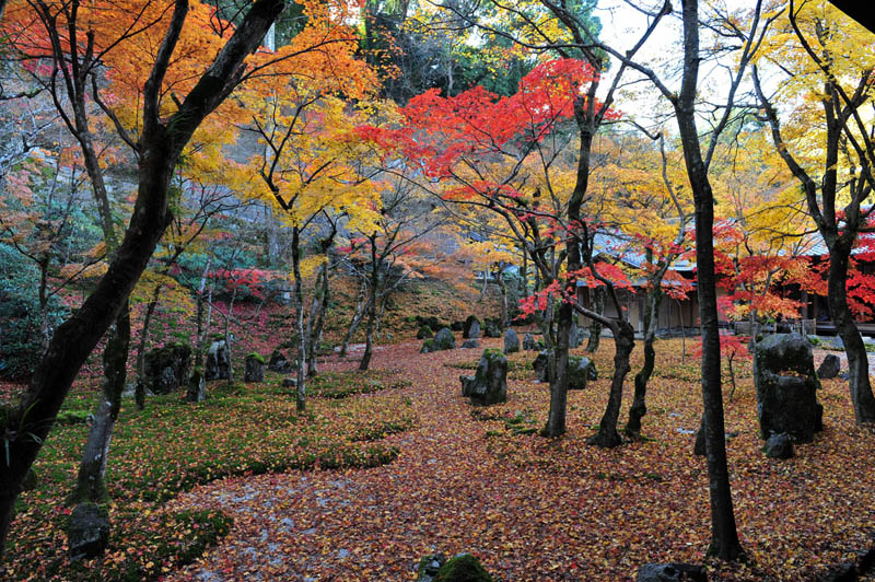 太宰府の紅葉 2008_a0042310_2022135.jpg