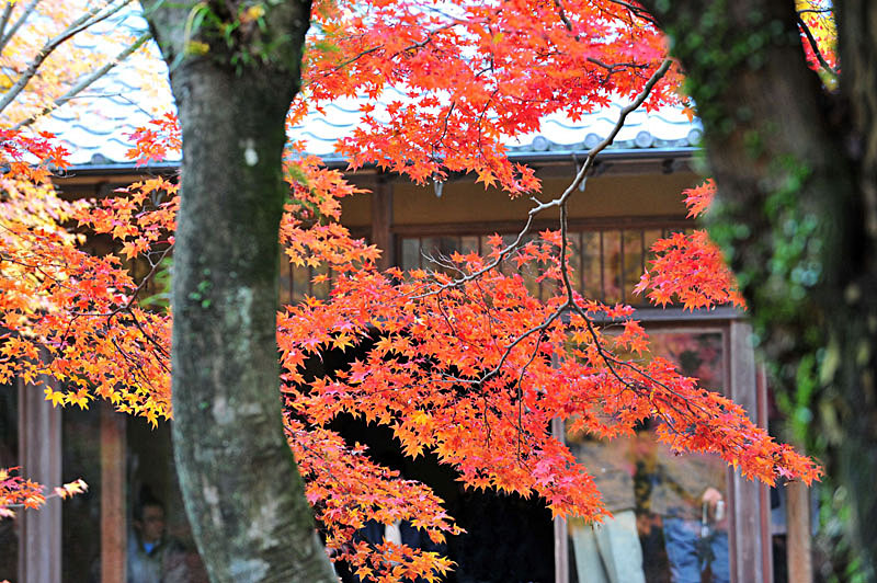 太宰府の紅葉 2008_a0042310_2025796.jpg