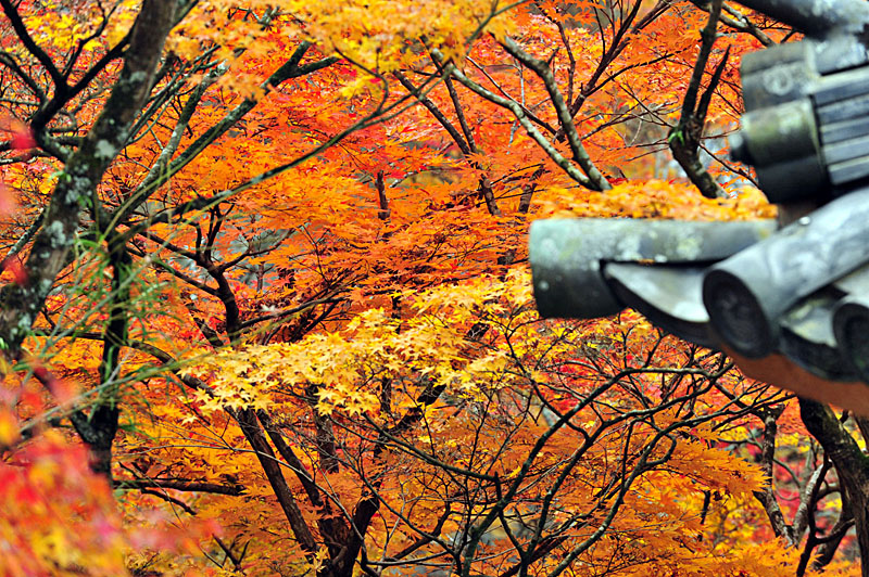 太宰府の紅葉 2008_a0042310_203184.jpg