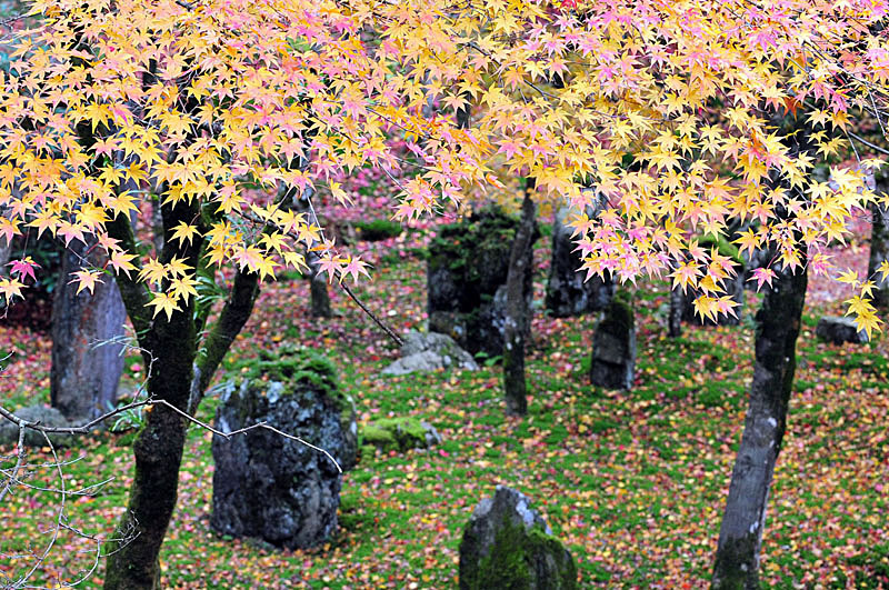 太宰府の紅葉 2008_a0042310_2033423.jpg