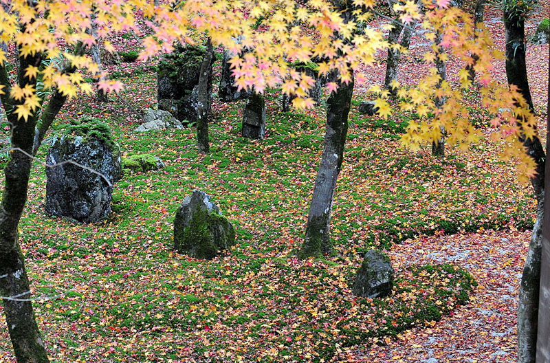 太宰府の紅葉 2008_a0042310_2035598.jpg