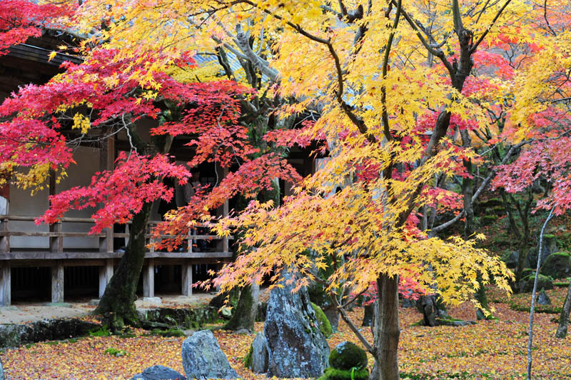 太宰府の紅葉 2008_a0042310_204149.jpg