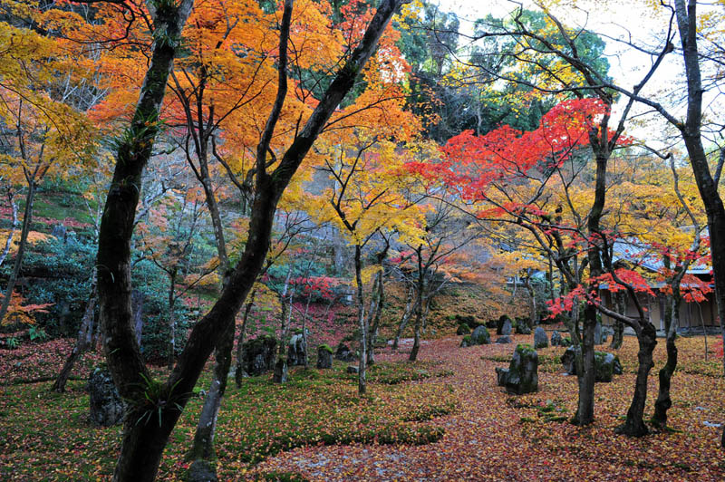 太宰府の紅葉 2008_a0042310_2045564.jpg