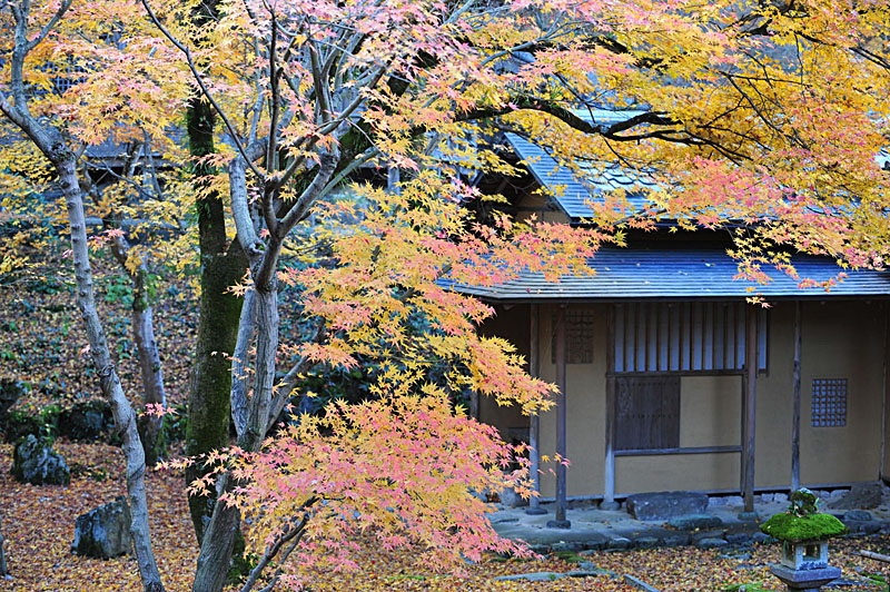 太宰府の紅葉 2008_a0042310_2051588.jpg