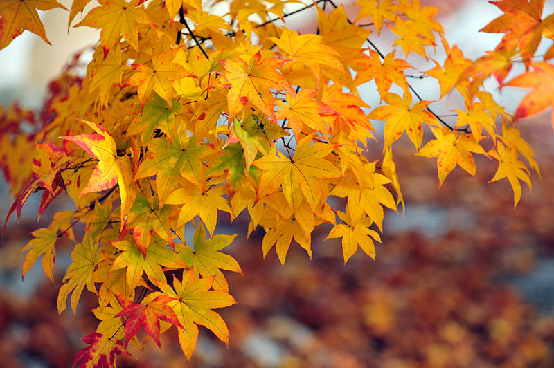 太宰府の紅葉 2008_a0042310_2054572.jpg