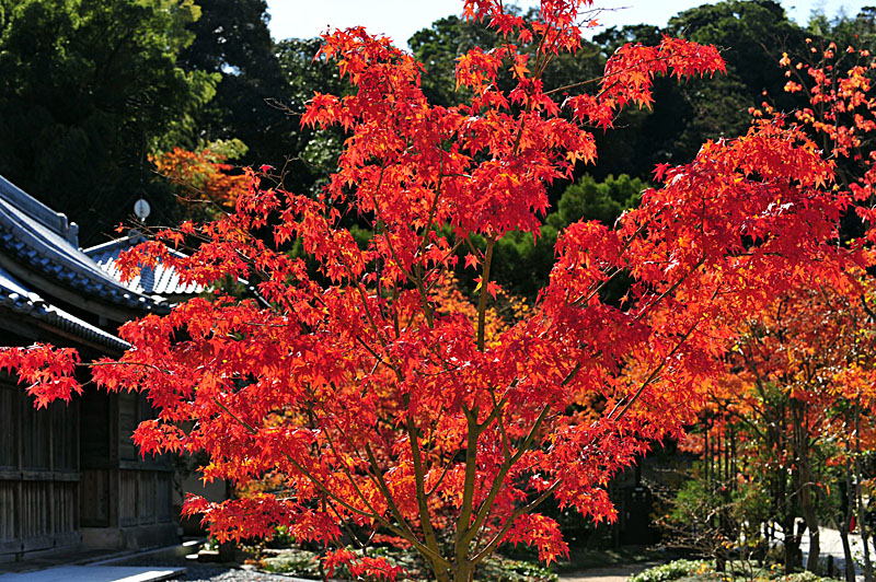 太宰府の紅葉 2008_a0042310_2063622.jpg
