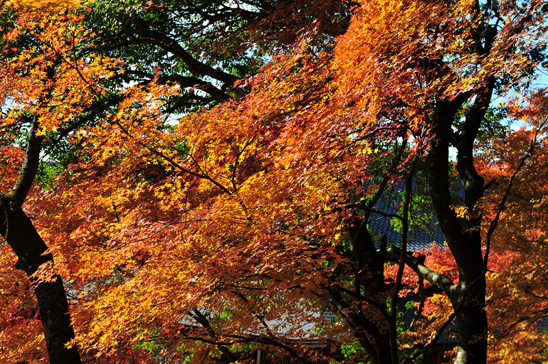 太宰府の紅葉 2008_a0042310_208339.jpg