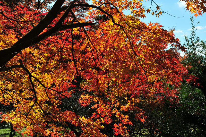 太宰府の紅葉 2008_a0042310_208640.jpg