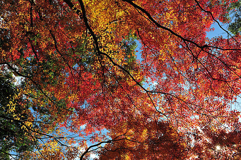 太宰府の紅葉 2008_a0042310_209242.jpg