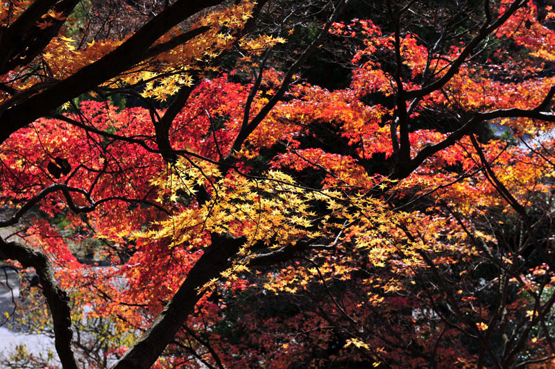 太宰府の紅葉 2008_a0042310_2092885.jpg