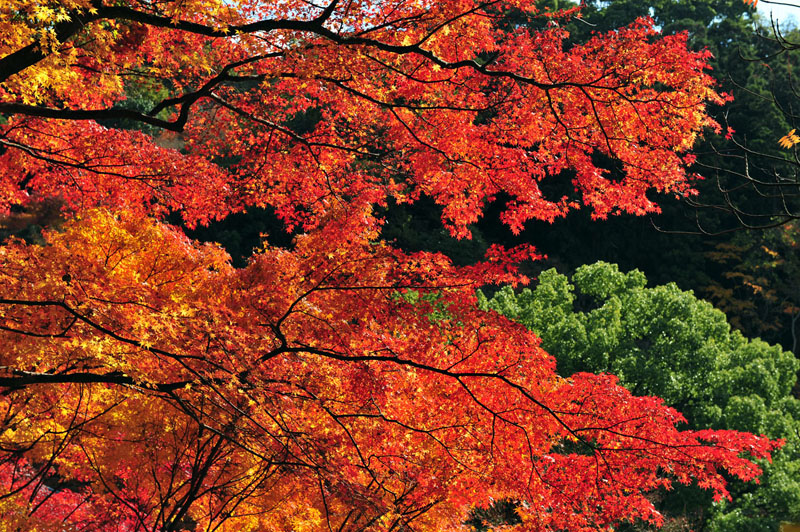 太宰府の紅葉 2008_a0042310_2094963.jpg