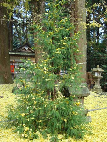 c0125114_06166.jpg