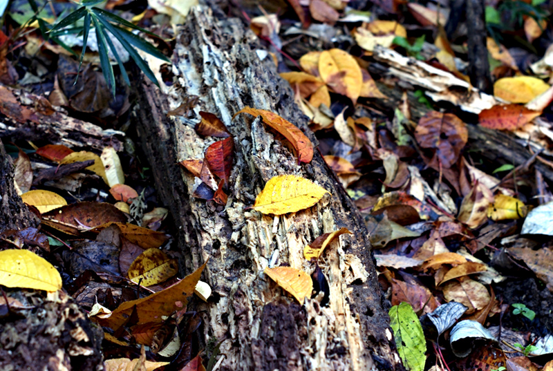 四季の森公園の紅葉_b0158237_2205598.jpg