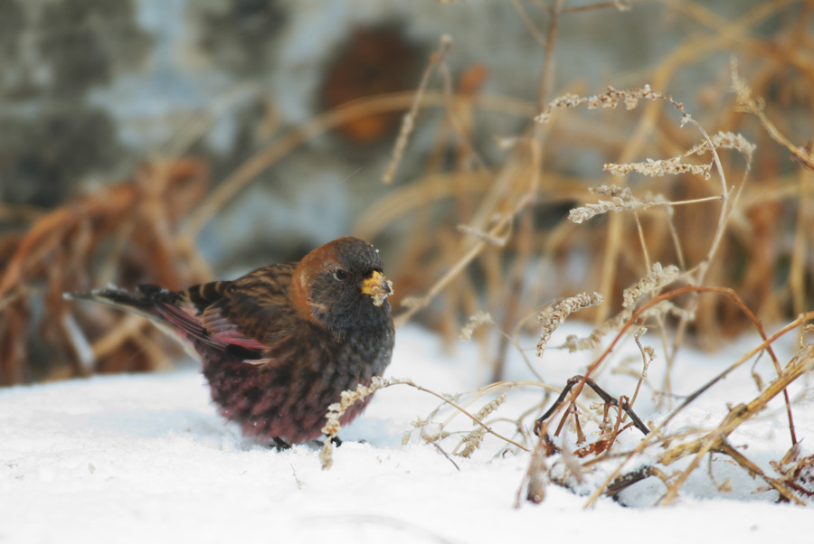 ２００８年２月の鳥たち_a0039245_0294330.jpg