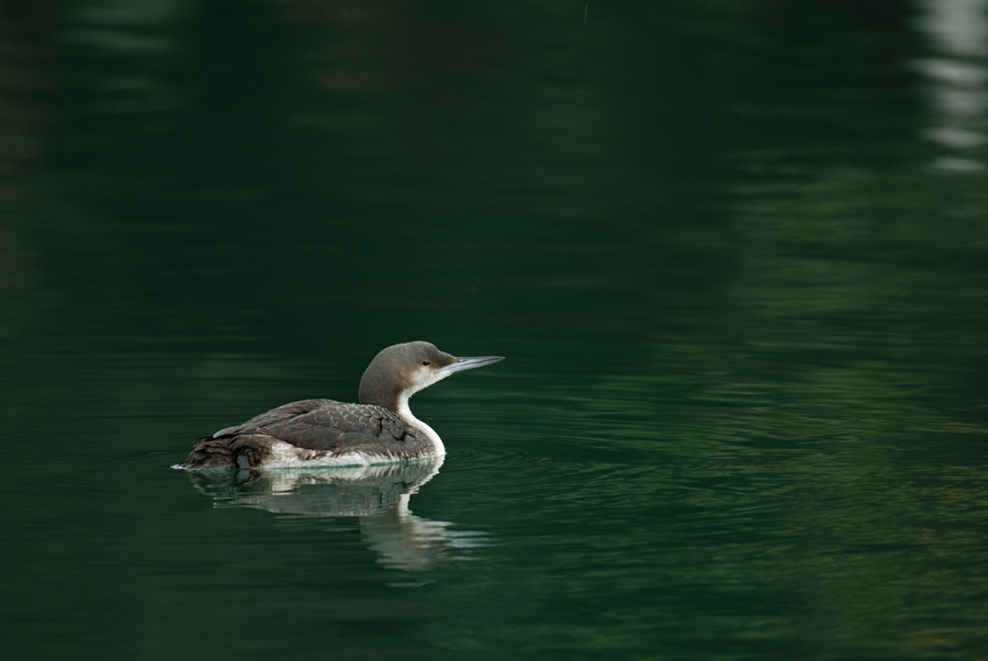 ２００８年２月の鳥たち_a0039245_8112119.jpg