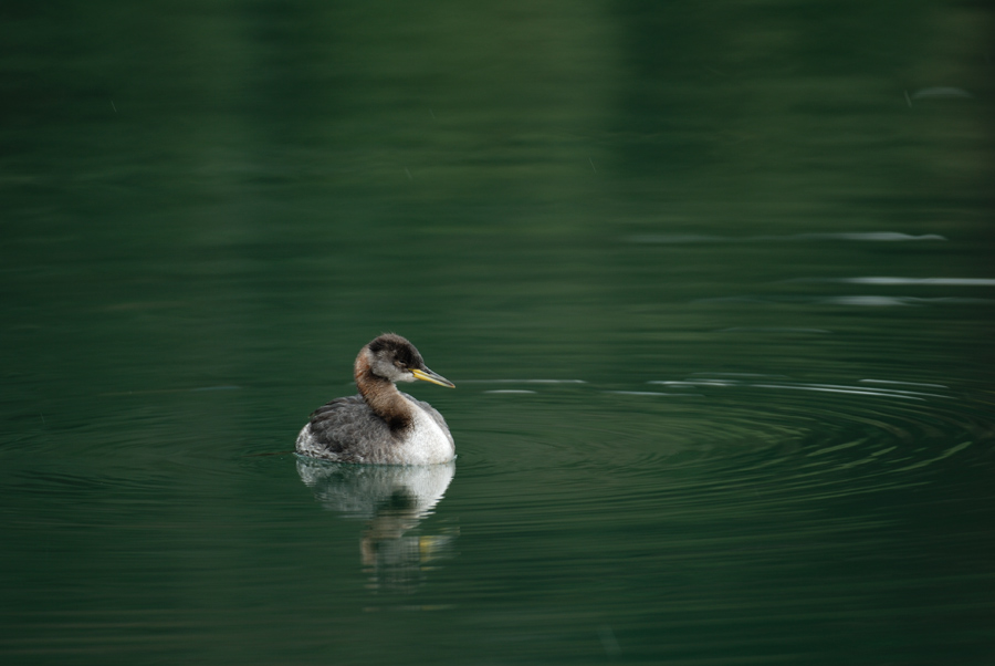 ２００８年２月の鳥たち_a0039245_813465.jpg