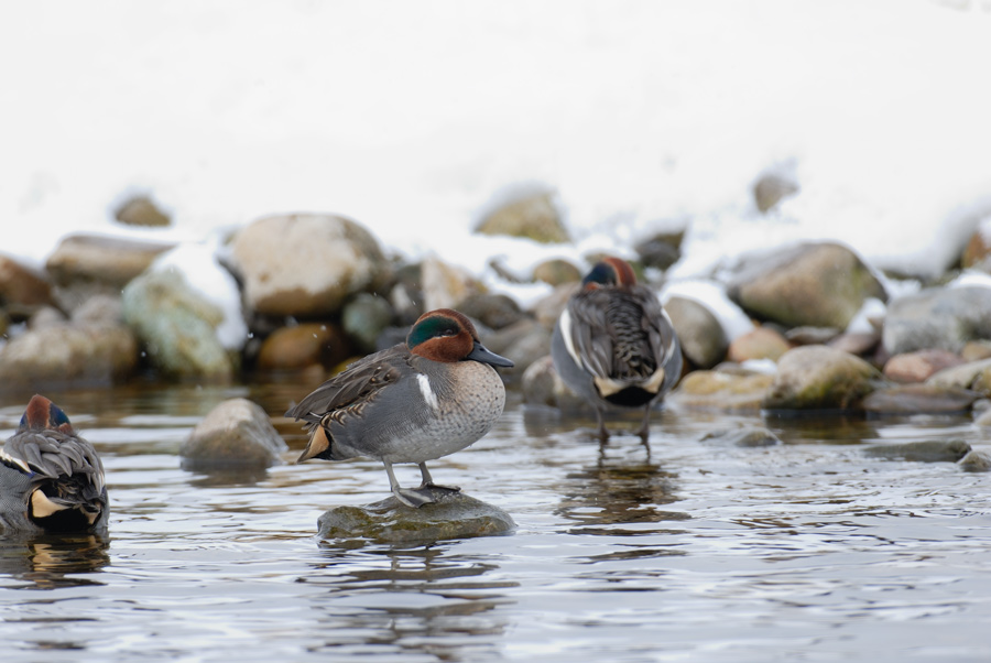 ２００８年２月の鳥たち_a0039245_8165375.jpg