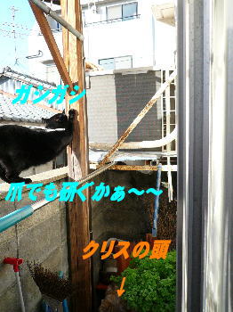 我が家に来る猫_d0013645_1125057.jpg