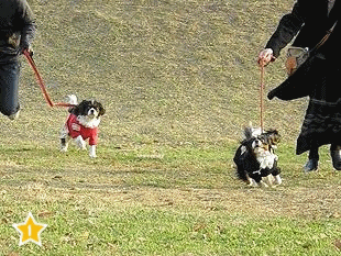 c0145250_11133523.gif