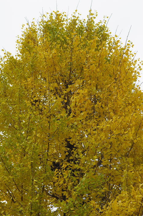f0152550_22253561.jpg